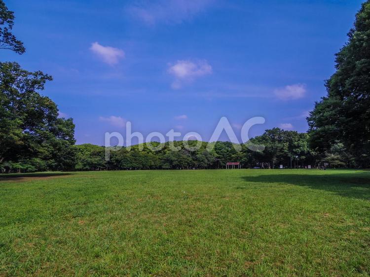 【東京都】代々木公園 代々木公園,代々木,原宿の写真素材