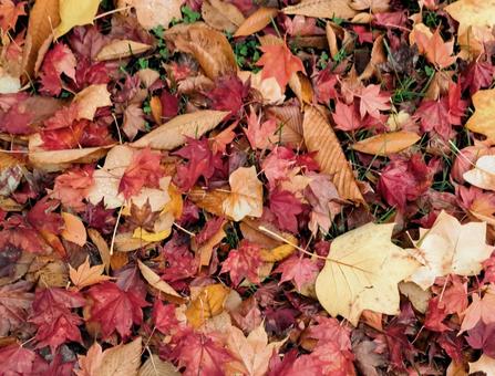 雨上がりの落ち葉 紅葉,落ち葉,秋の写真素材