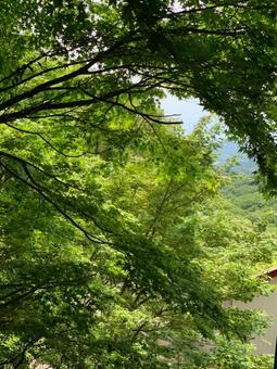 しぜんの緑 しぜんの緑の写真
