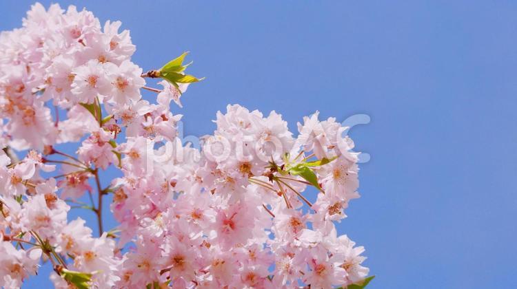 鬼怒川公園のシダレザクラ シダレザクラ,鬼怒川公園,ピンクの写真素材