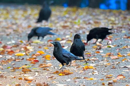 落ち葉とカラス カラス,落ち葉,路上の写真素材