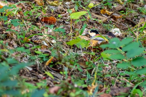 ヤマガラ(67)の写真