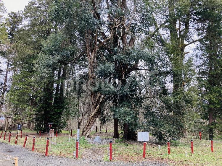 伊佐須美神社　御神木　飛竜の藤 伊佐須美神社,福島県大沼郡,神社の写真素材
