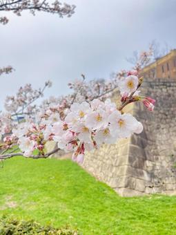 春に輝く美しい桜の花 春に輝く美しい桜の花の写真