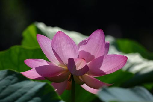 神聖な花 神聖な花 ハス,花,ハス科の植物の写真素材