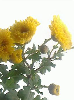 光の中の黄色い花2 光の中の黄色い花2の写真