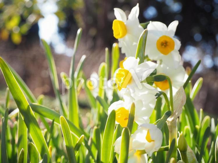 スイセンの花が咲く 花,水仙,スイセンの写真素材