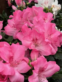 アゼレア   アゼレア アゼレア,花,植木の写真素材