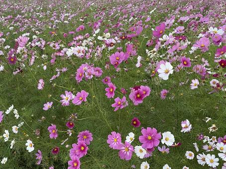 コスモス コスモス コスモス,秋,景色の写真素材