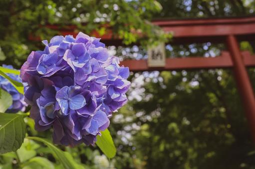 紫陽花と鳥居 紫陽花と鳥居の写真