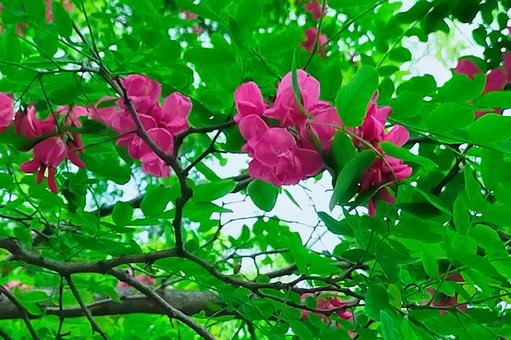 明治百年通りのバラ色のアカシア1 明治百年通りのバラ色のアカシア1の写真
