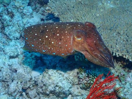 コブシメの写真