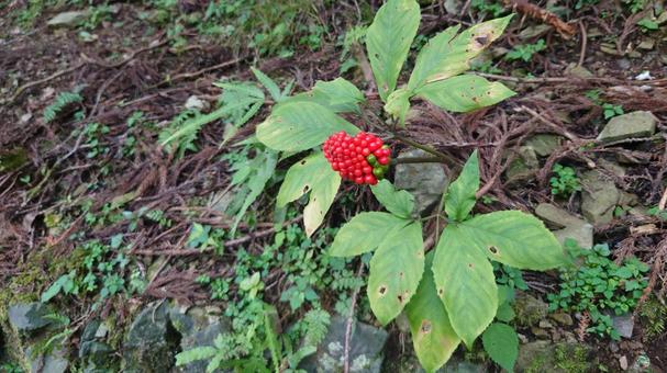 マムシグサ 有毒植物 マムシグサ 有毒植物の写真