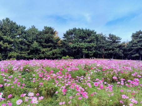 葛西臨海公園　コスモス 葛西臨海公園,コスモス,花畑の写真素材