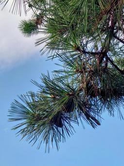 松の木〜見上げた時の風景　壁紙の写真