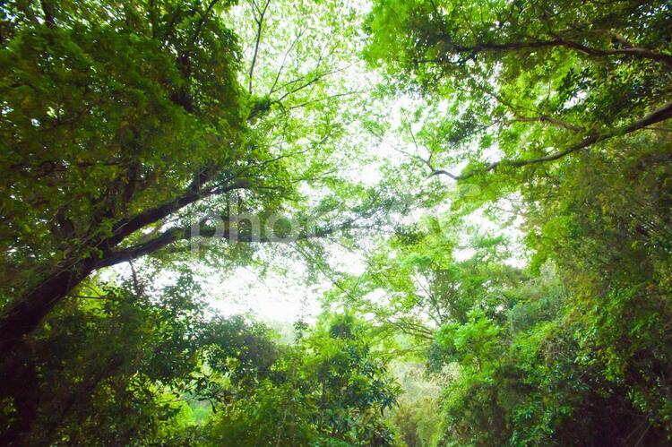 神秘的な新緑の森 新緑,森林,森の写真素材