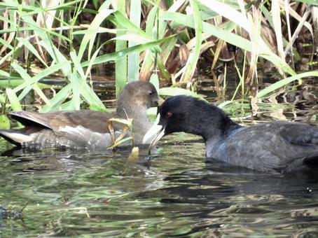 餌を食むオオバンとバン 餌を食むオオバンとバンの写真