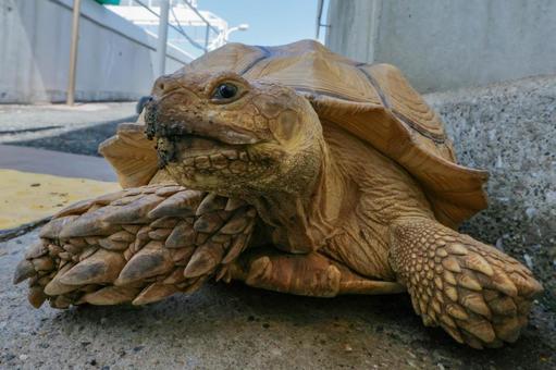 ケヅメヒョウモンリクガメ ケヅメヒョウモンリクガメの写真