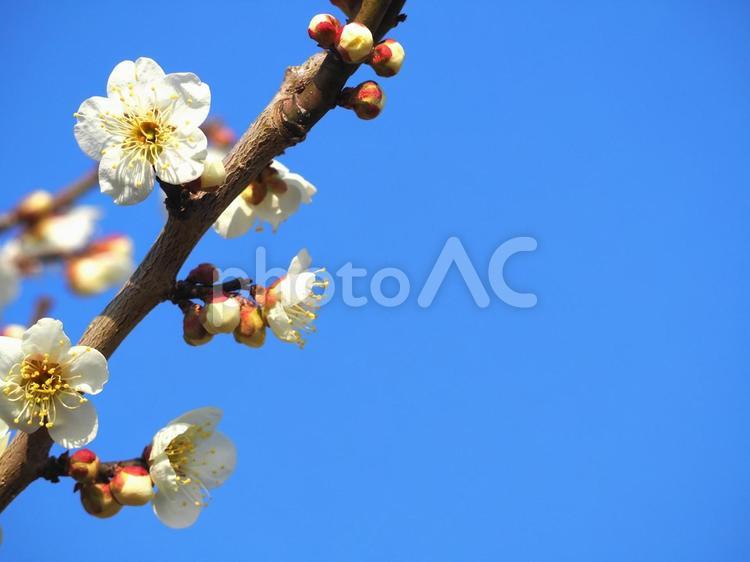 梅の花と青空の背景素材 梅,花,青空の写真素材