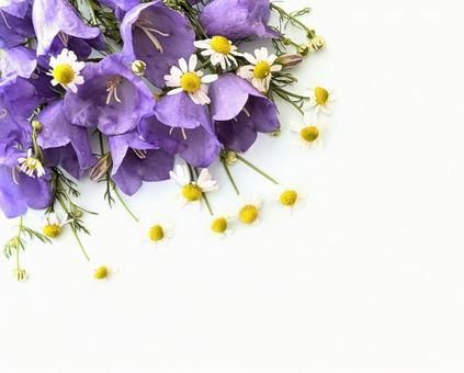 Flower frame (chamomile, chamomile), JPG
