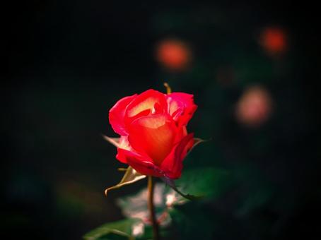 三つの妖精の光が浮かぶ黒い背景に赤い薔薇 三つの妖精の光が浮かぶ黒い背景に赤い薔薇の写真