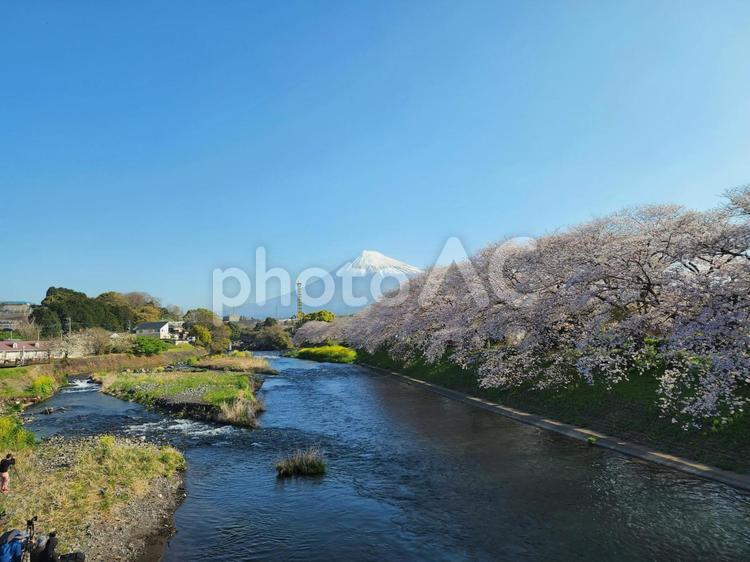 龍厳渕のさくら景色 さくら,桜,ピンク色の写真素材