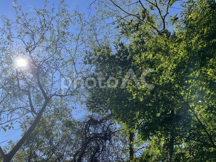 森林と空01 森林,自然,太陽の写真素材