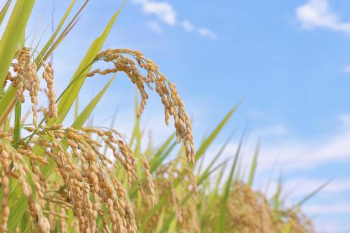 New rice harvest in autumn, JPG New rice harvest in autumn, JPG