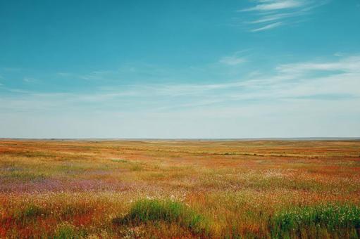 癒やしの風景：青空の下の穏やかな草原の写真