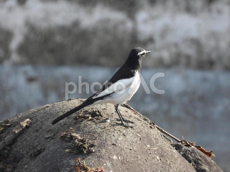 安中市米山公園にいたセグロセキレイ 野生,自然,野鳥の写真素材