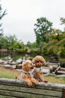 夏の公園で散歩するトイプードル 夏の公園で散歩するトイプードルの写真