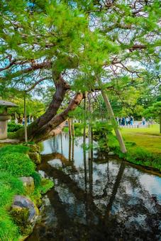 【石川】兼六園 文化財指定庭園 兼六園,文化財指定庭園,庭園の写真素材