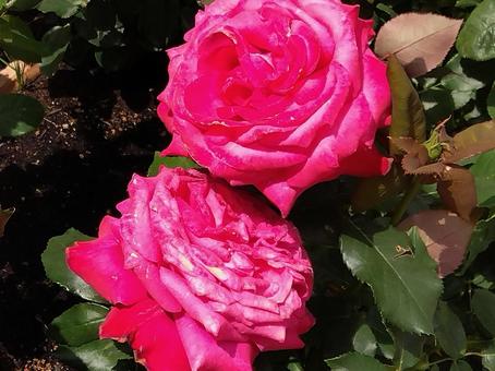 花・アレックス レッドの写真