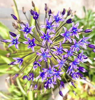オオツルボ オオツルボ オオツルボ,scilla,peruvianaの写真素材