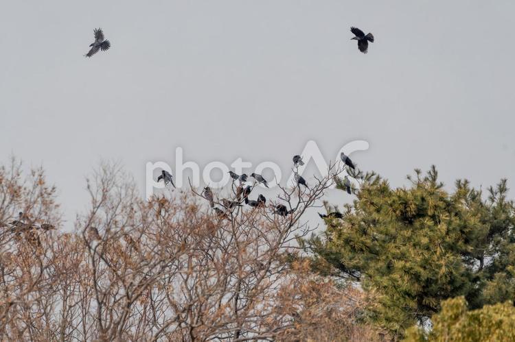 冬の木に集まるカラスたち カラス,野鳥,鳥の写真素材