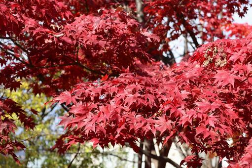 紅葉の葉 紅葉,葉,11月の写真素材