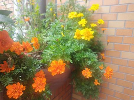 花 花の写真