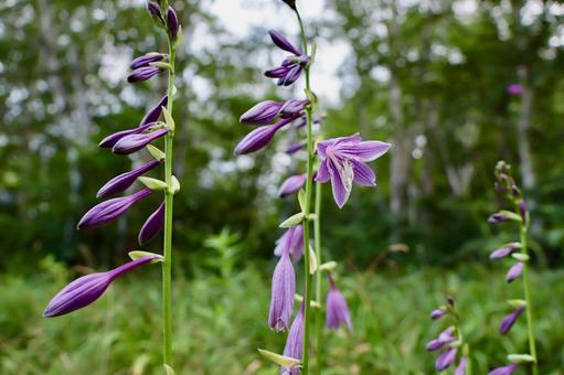 コバキボウシ コバキボウシ 花,高山植物,高原の写真素材