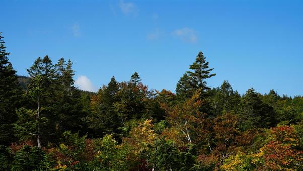 紅葉と青空 紅葉と青空の写真