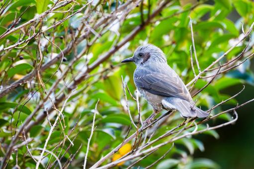 ヒヨドリ(42) 鳥,鳥類,ヒヨドリの写真素材