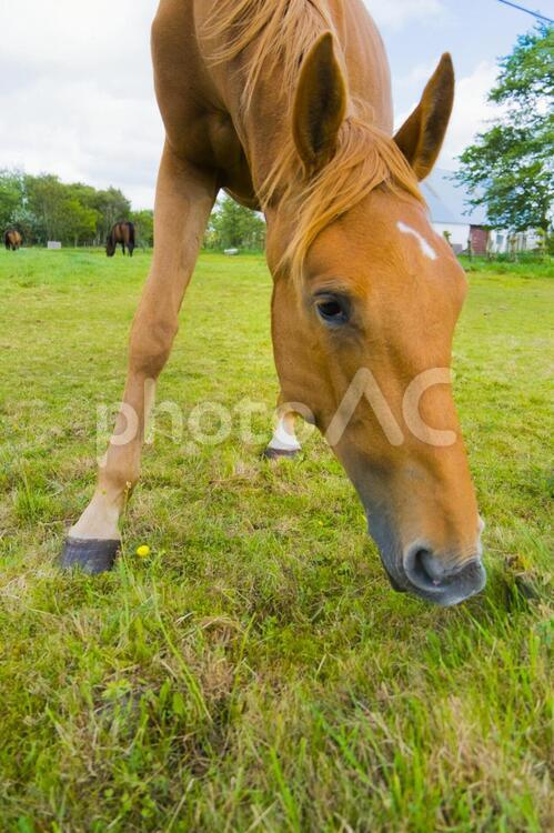 デンマークの人懐っこい馬 馬,生き物,家畜の写真素材