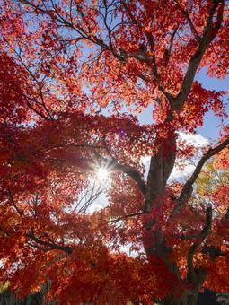 陽光きらめく紅葉の大樹 陽光きらめく紅葉の大樹 紅葉,もみじ,秋の写真素材