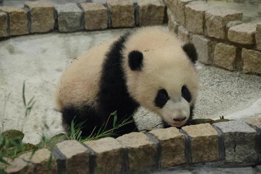 很高興見到你, JPG 很高興見到你, 熊貓, 動物, 和歌山, JPG