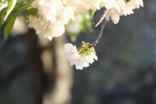 桜 桜の写真