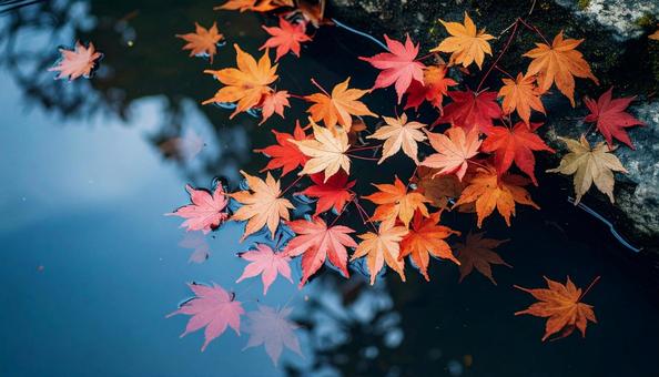 秋の紅葉 秋の紅葉の写真