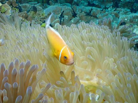 グアムのハナビラクマノミ グアムのハナビラクマノミ ハナビラクマノミ,クマノミ,グアムの写真素材