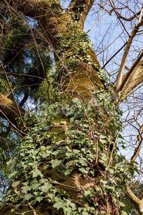 晩冬の森⒆ 森,木,幹の写真素材