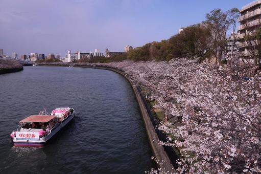 桜 桜宮 大川 春爛漫 ぽんぽん船 運河 桜 桜宮 大川 春爛漫 ぽんぽん船 運河の写真