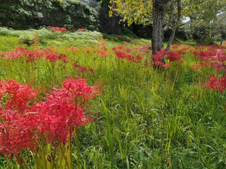 二俣川彼岸花群生地 彼岸花(曼殊沙華) 二俣川彼岸花群生地 彼岸花(曼殊沙華)の写真