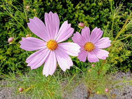 ピンク秋桜 ピンク秋桜 コスモス,ピンク,秋桜の写真素材